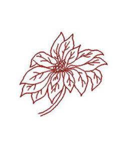 Poinsettia