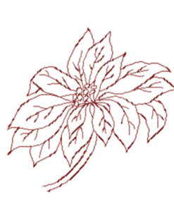 Alternative view of Poinsettia