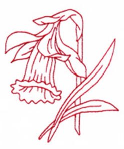 Poinsettia