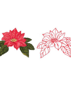 Poinsettia